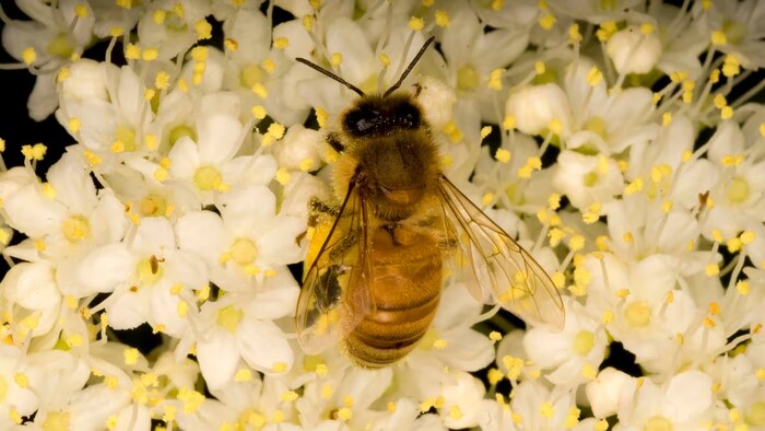 Une abeille sur des fleurs.