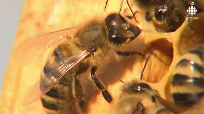 Gros plan sur des abeilles dans une ruche. 