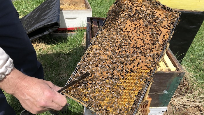 Des abeilles dans une ruche.