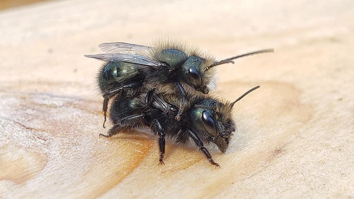 Deux abeilles l'une sur l'autre. 
