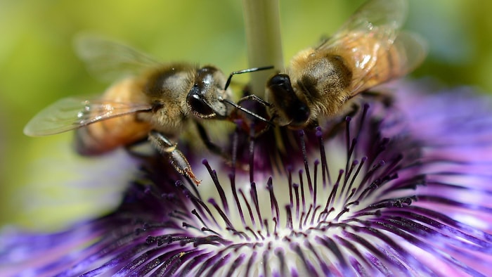 C'est grâce au nectar qu'elles recueillent au creux des fleurs que les abeilles produisent du miel.