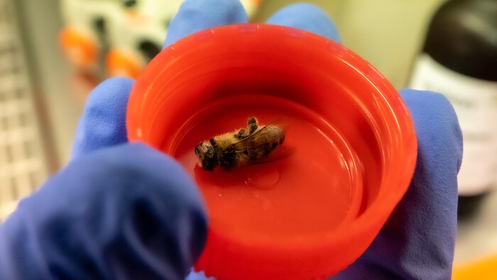 Une abeille dans un bouchon rouge.