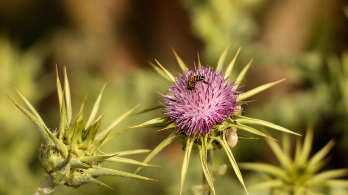 Une abeille collecte du pollen sur une fleur.