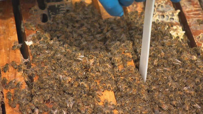 Un apiculteur insère une lame en plastique dans une ruche qui grouille d'abeilles.