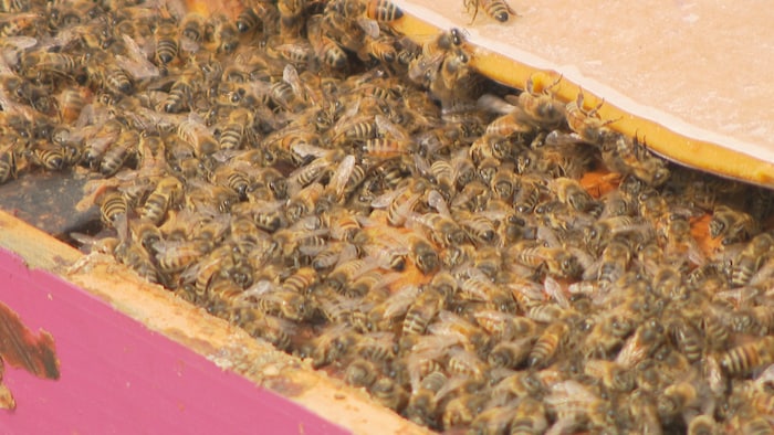 Des dizaines d'abeilles grouillent à l'entrée d'une ruche.