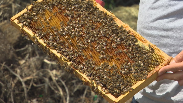 Des dizaines d'abeilles sur une ruche, tenue par les mains d'un homme.