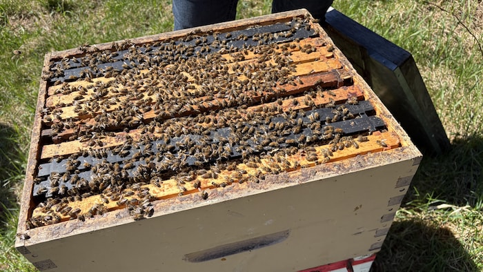 Une ruche remplie d'abeilles.