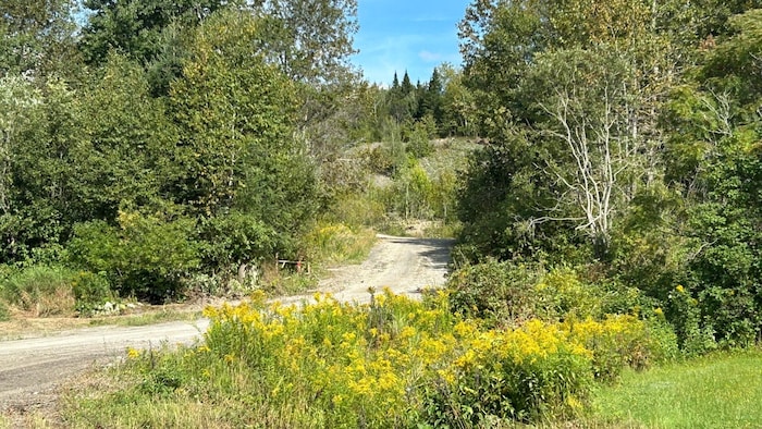 Un chemin de terre dans la forêt.
