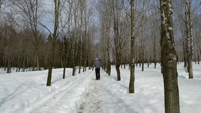 L'homme qui plantait des arbres - Voyage à travers le Québec