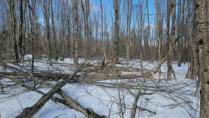 On estime à 313 hectares la superficie des coupes d'érables récemment effectuées dans la Forêt de la Seigneurie de Lotbinière.