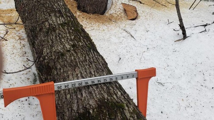 Parmi les érables fraîchement coupés et jonchant le sol, Vincent Boutin note que le tronc de certains arbres dépassent les 26centimètres de diamètre.