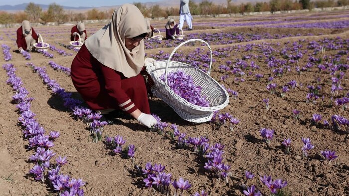 Afghan women collect saffron flowers in the Karukh district of Herat, Afghanistan, in November 2016. The flowers are harvested just once a year to produce the world's most expensive spice.