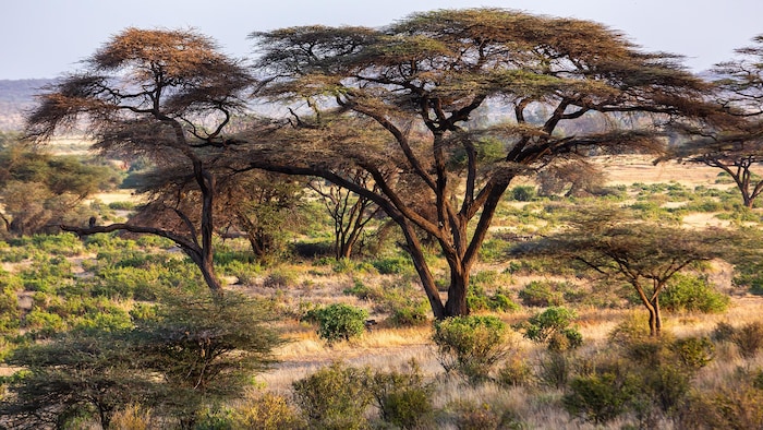 Des acacias dans la savane de Tanzanie.