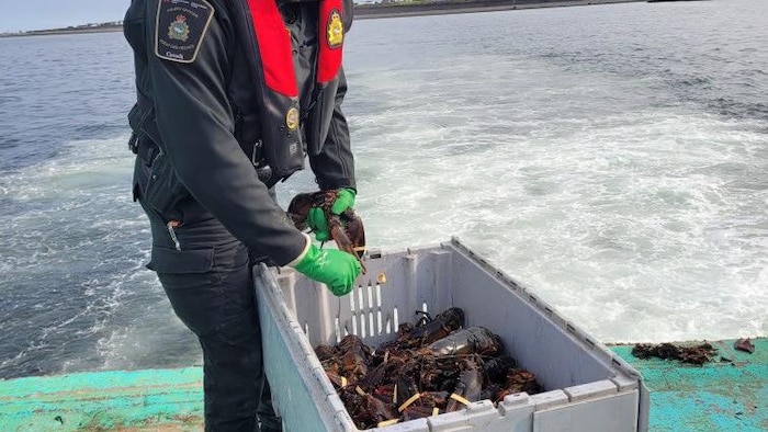 Un agent des pêches en uniforme est debout sur un quai, près de la mer. Il regarde le contenu de deux gros bacs gris remplis de homards vivants.