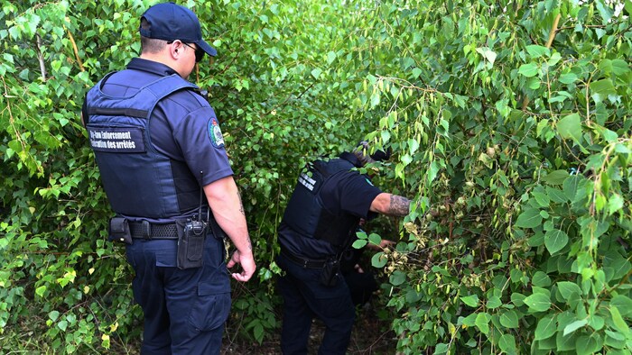 Des agents entrent dans un boisé touffu.