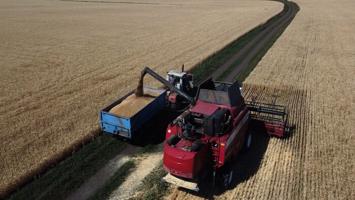 آلة حصادة تفرغ القمح في صندوق شاحنة وسط حقل من القمح.