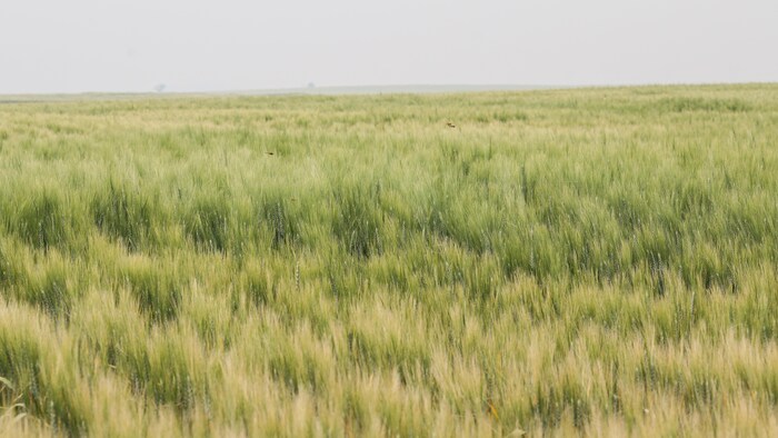 Un champ de blé en Saskatchewan.