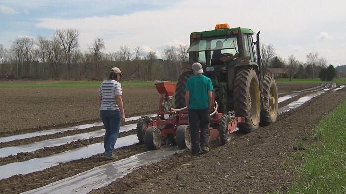 Un tracteur forme des buttes de terre dans un champ, encadré par deux employés.