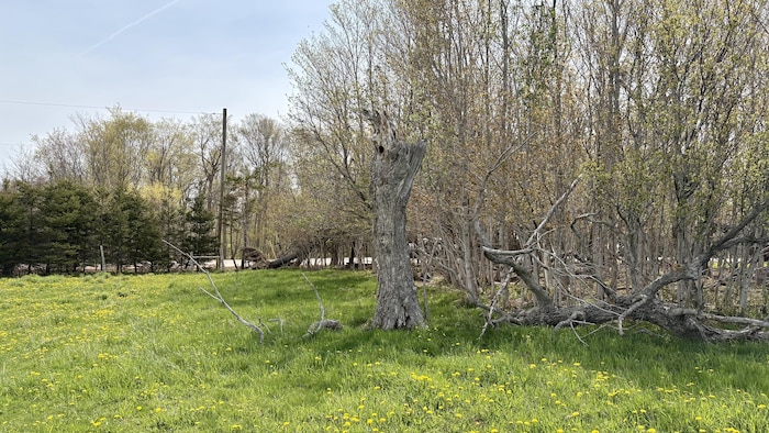 Des arbres. 