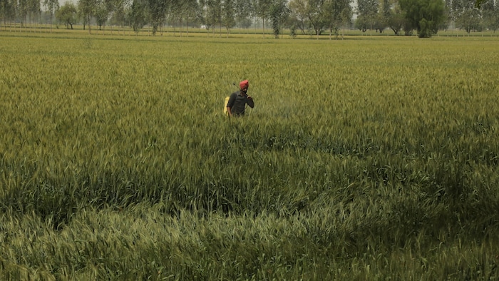 Un fermier pendjabi.