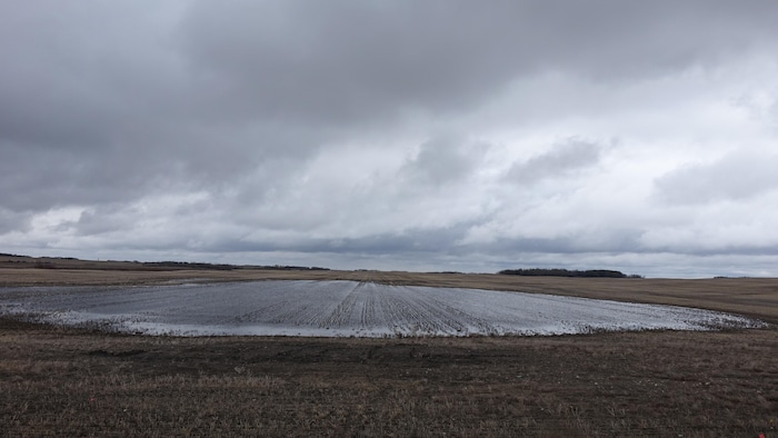 Un champ inondé par la pluie près de Saskatoon, en Saskatchewan, le 3 mai 2024.