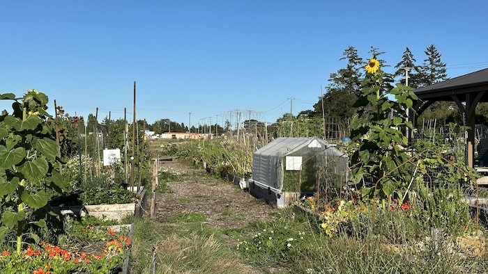 Des plants de différents légumes avec des bâtiments en arrière-plan.