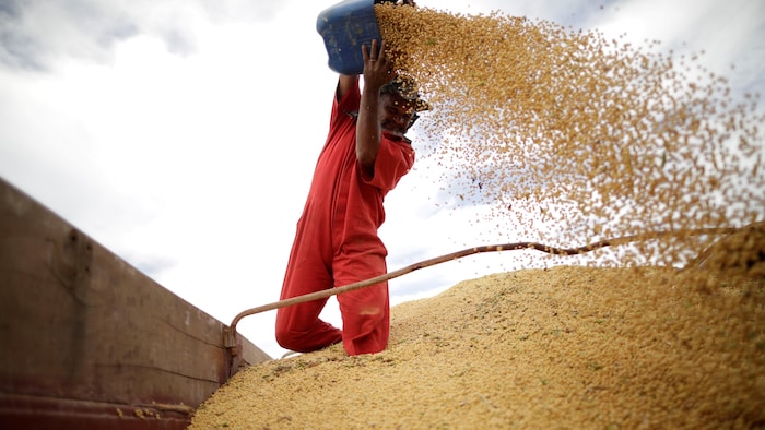Um homem, com os dois pés apoiados num monte de grãos de soja, coloca mais grãos nele usando uma caldeira.