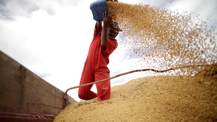 Um homem, com os dois pés apoiados num monte de grãos de soja, coloca mais grãos nele usando uma caldeira.