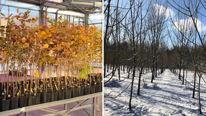 Des arbres potentiellement résistants, en Ohio, et de jeunes frênes en attente d'être testés contre l'agrile, en laboratoire