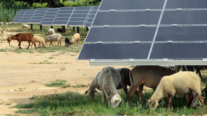 Moutons paissant sous des panneaux solaires.