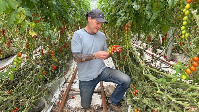 Robert Therrien dans sa serre de culture verticale de tomates.