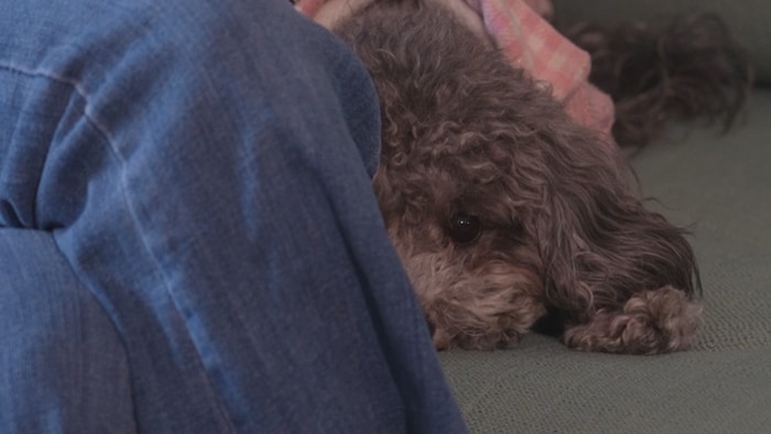 Gros plan d'un petit chien brun à poil frisé portant un vêtement rose, dont on ne voit que la tête et les yeux expressifs, blotti contre la jambe d'une personne portant un jean bleu.