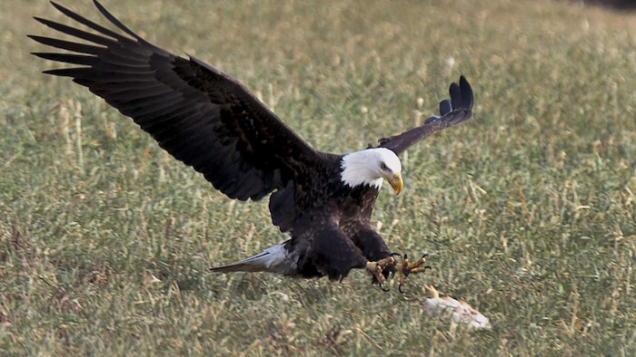 Un oiseau en plein vol s'apprête à ramasser une petite carcasse sur le gazon.