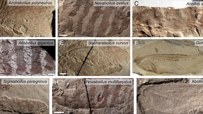 Ailes fossilisées des neuf espèces d'ensifères.