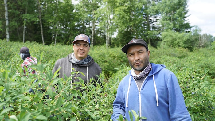Deux hommes avec une casquette regardent l'objectif, dans des champs de camerise.
