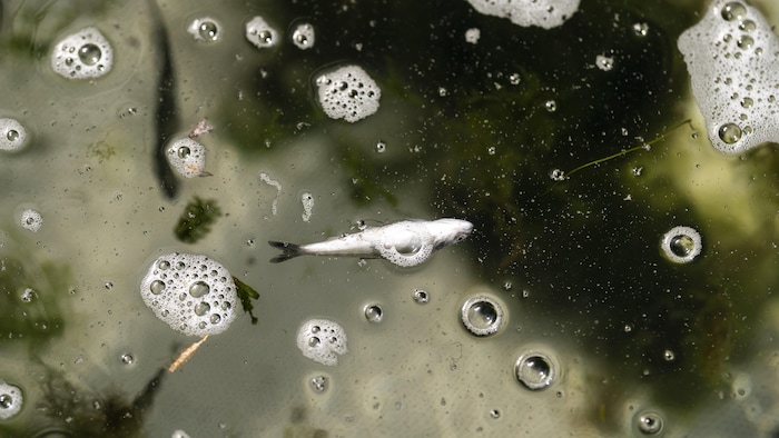 Un alevin de saumon quinnat mort qui flotte sur le dos.