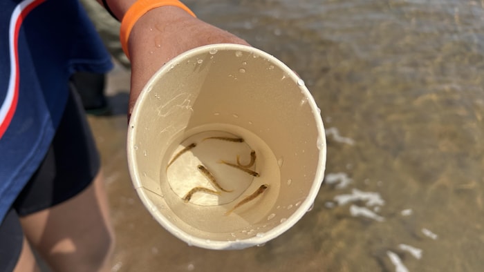 Des alevins de saumons dans un gobelet en carton.