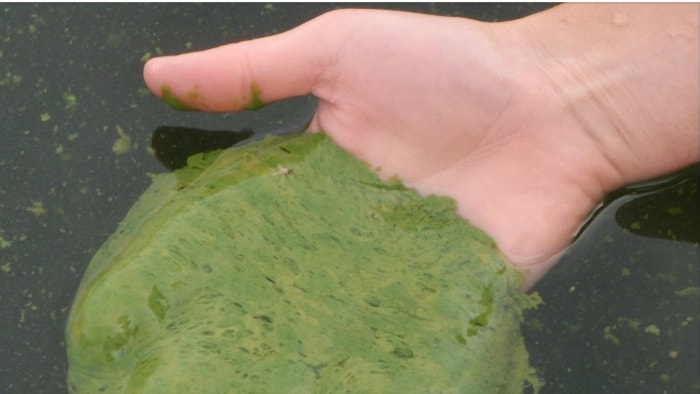 Une floraison d'algues bleu-vert dans l'eau. Une main la monte à la surface pour la montrer.