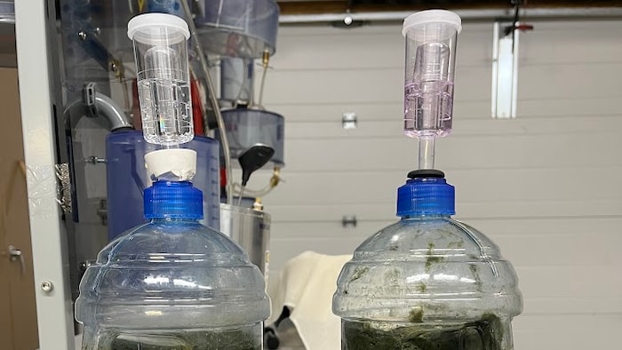 Les algues prélevées sont analysées dans des laboratoires.
