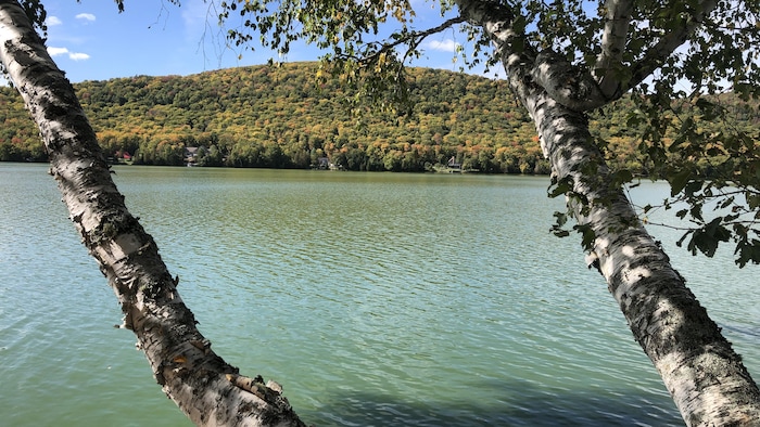 Un lac dont l'eau est verdâtre à cause des cyanobactéries.