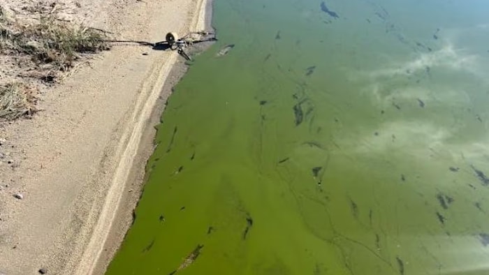 Une rive de lac avec beaucoup d'algues dans l'eau.