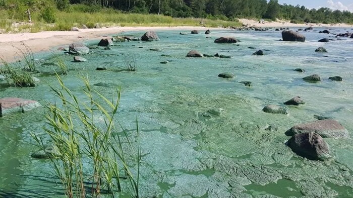Des algues bleues vertes recouvrent les plages du lac Winnipeg.
