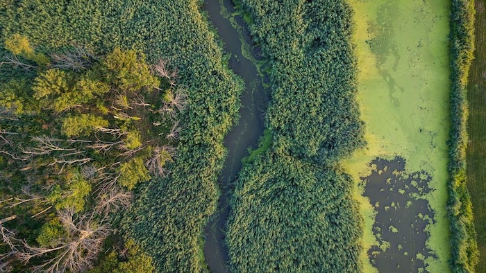 Plan aérien du ruisseau où flottent des algues bleues.