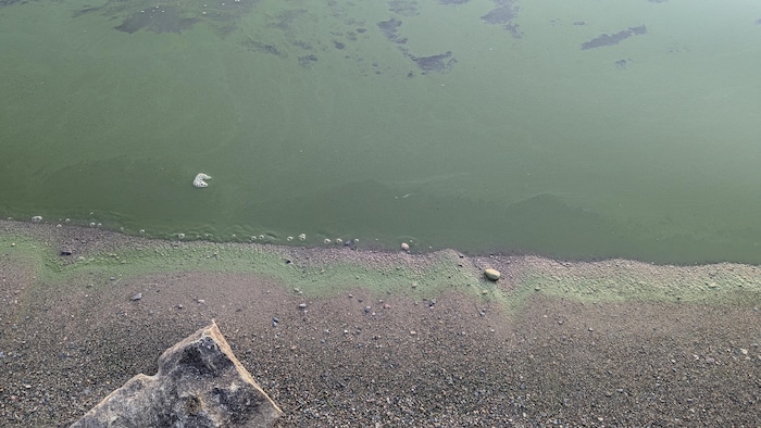 Gros plan sur le rivage et l'eau colorée de vert.