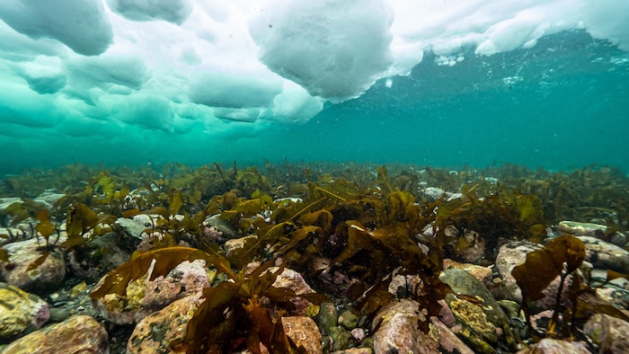 Underwater Algae Between Rocks.  The Ice Cover Is Visible Under The Water.