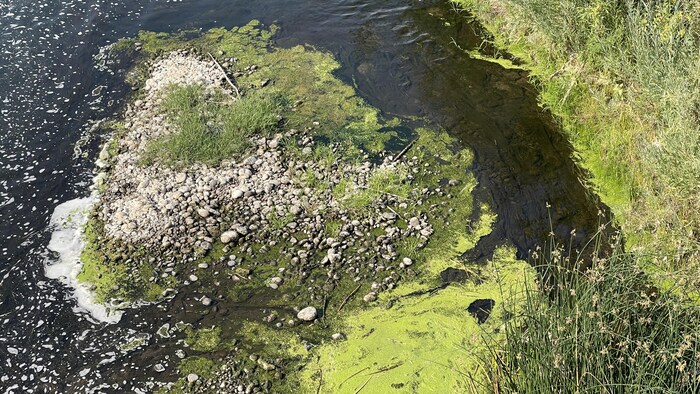 Des algues vertes dans le fleuve Klamath.