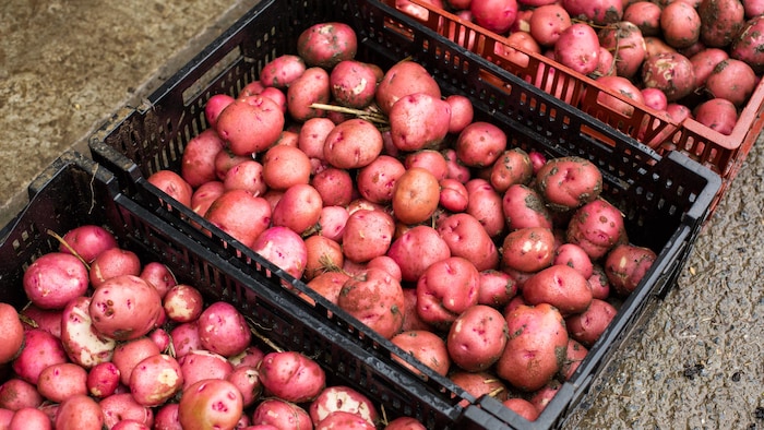 Des caisses sont remplies de patates