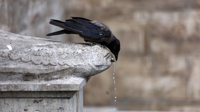 Un corbeau s'abreuve à une fontaine.