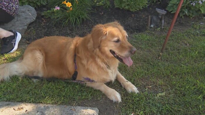 Lexi couchée dans l'herbe.