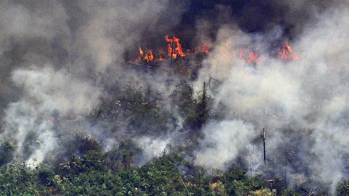 随着气候变暖，亚马逊热带雨林的火灾在增加。